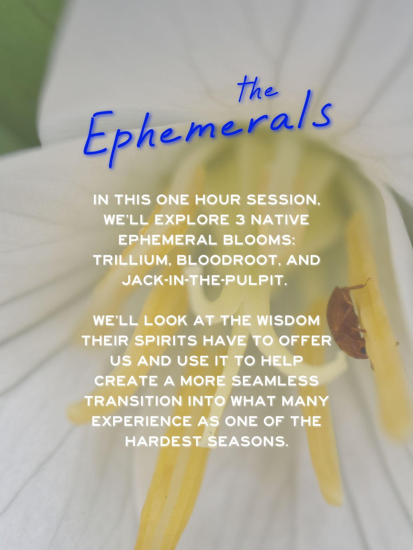 The Ephemerals