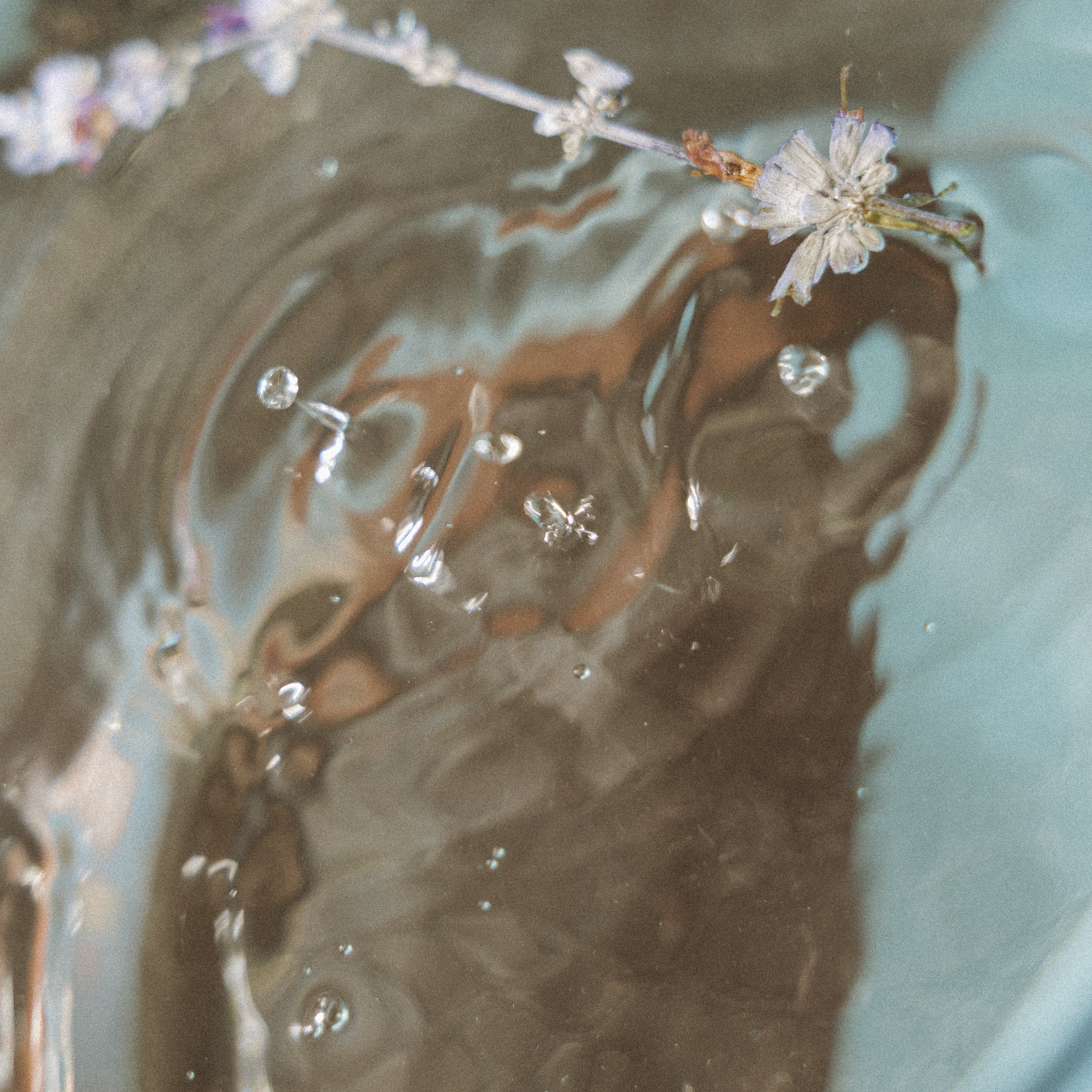 Plant Allies for Ancestral Healing