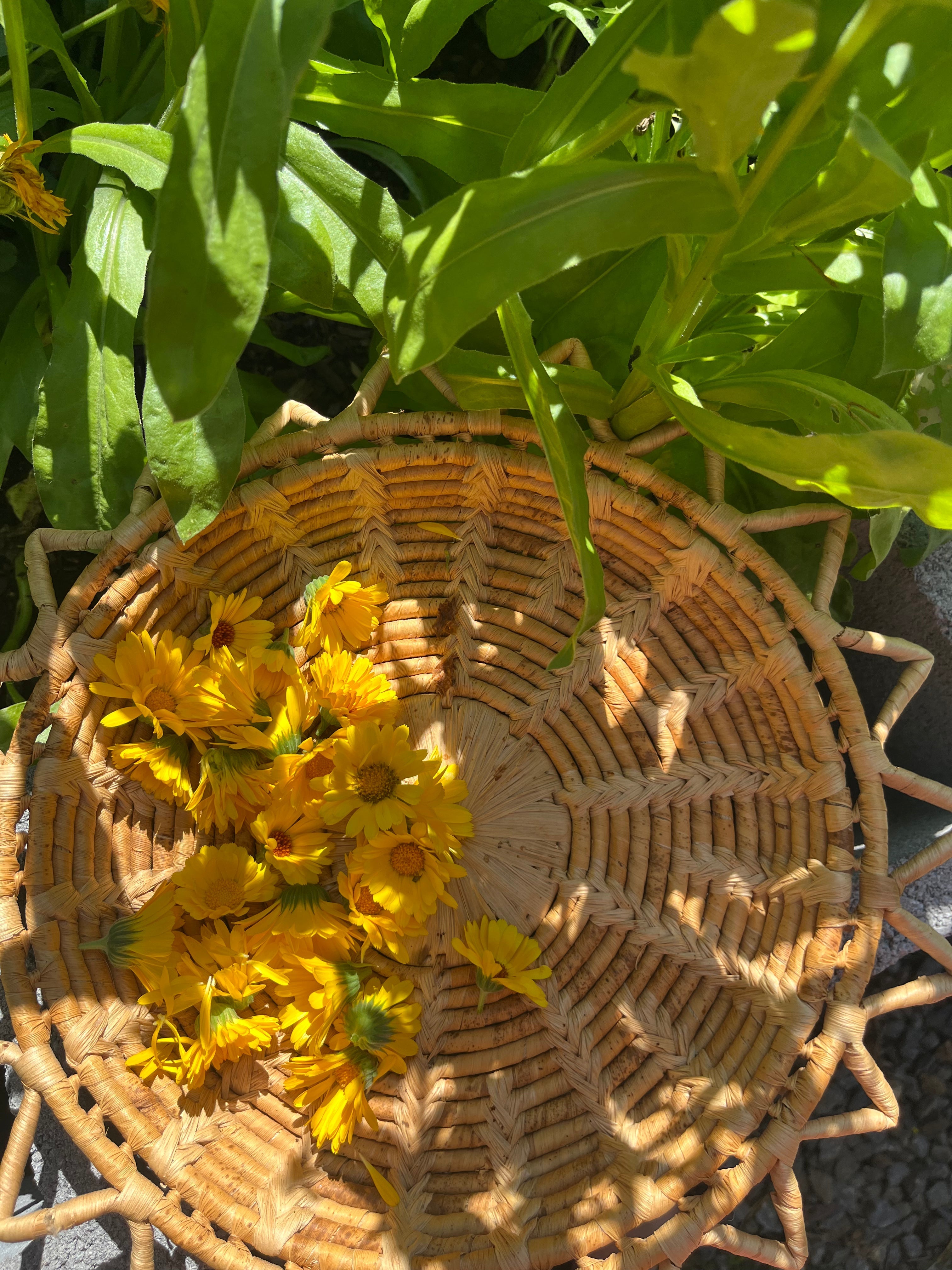 The Spiritual Properties of Calendula