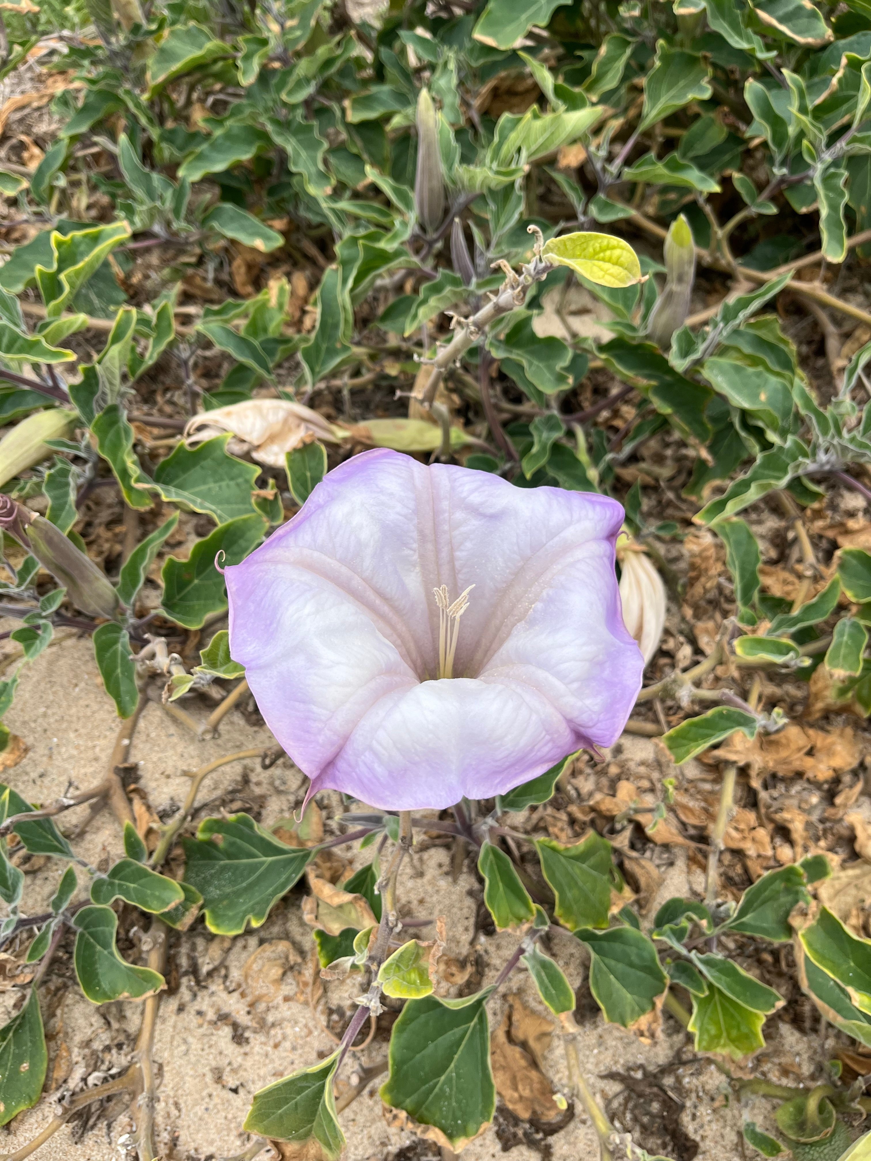The Spiritual Properties of Datura