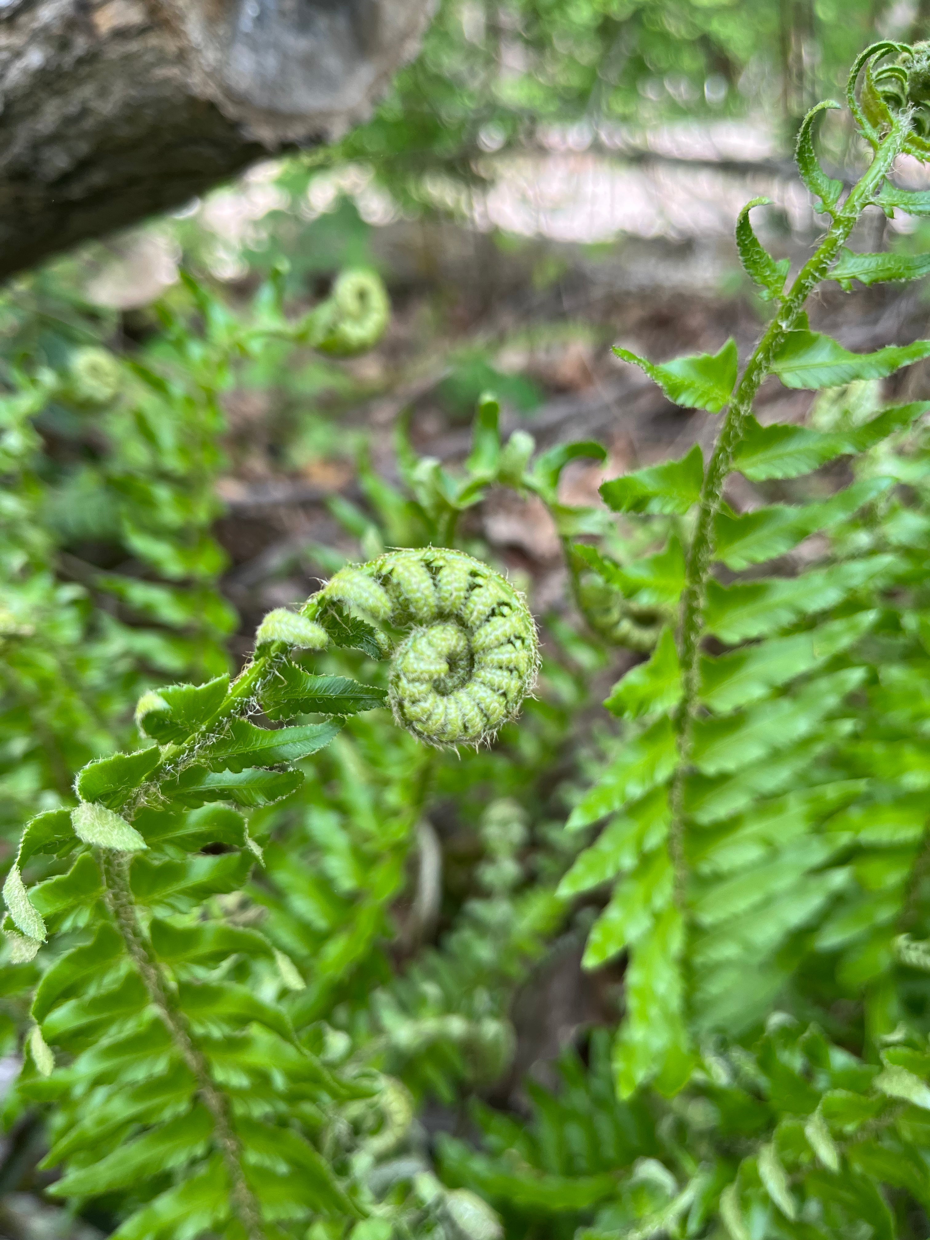 The Spiritual Properties of Fern