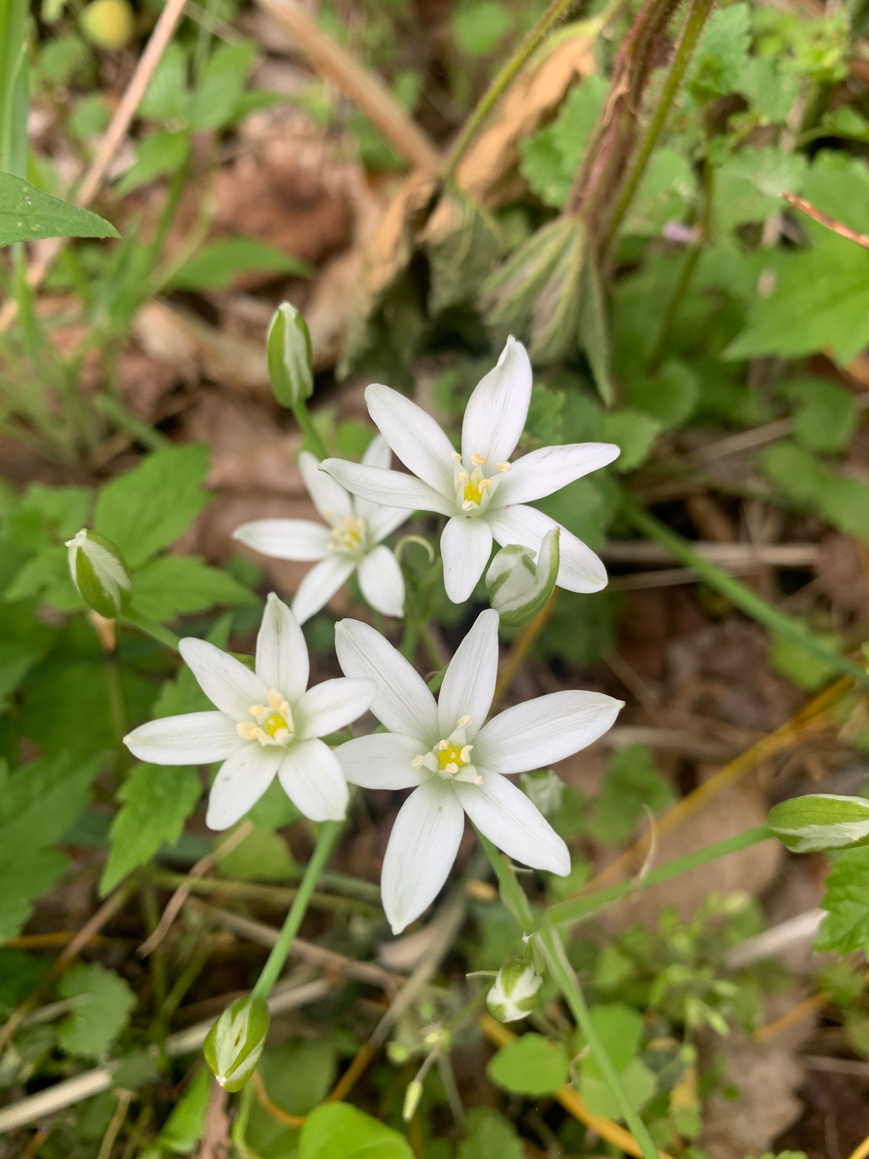 Spiritual Properties of Star of Bethlehem