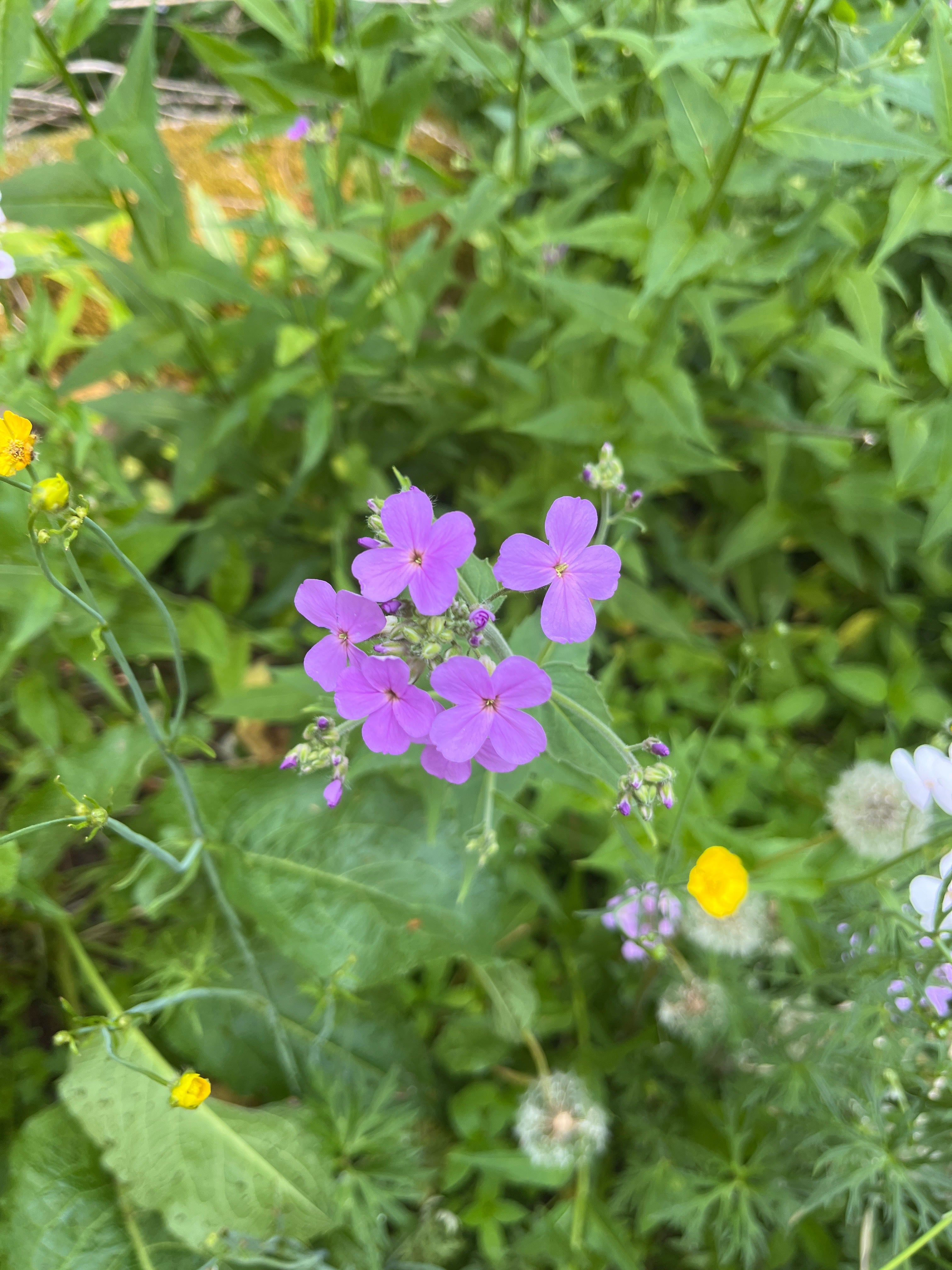 The Spiritual Properties of Lunaria and Belonging as a Sensitive Person