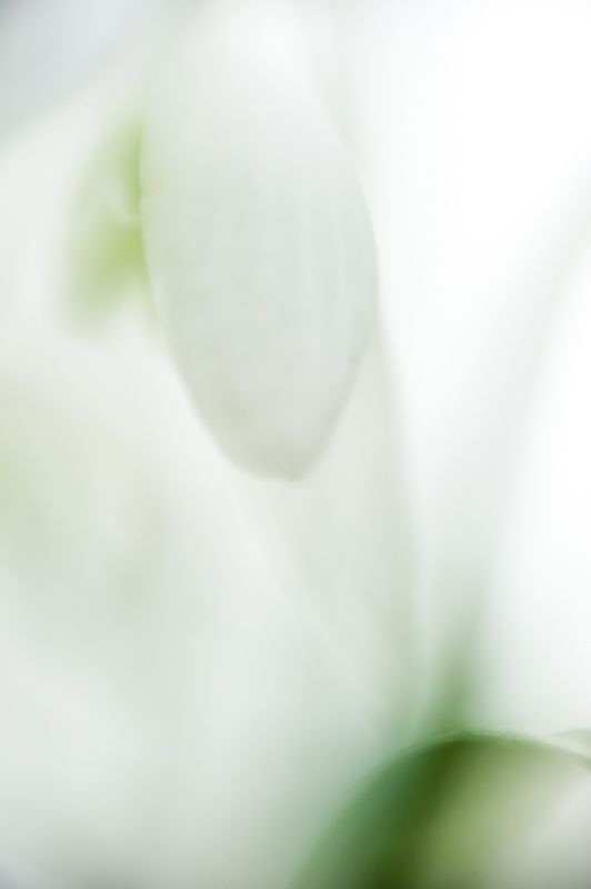 Imbolc & The Wheels of TIme