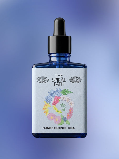 Chicory Flower Essence