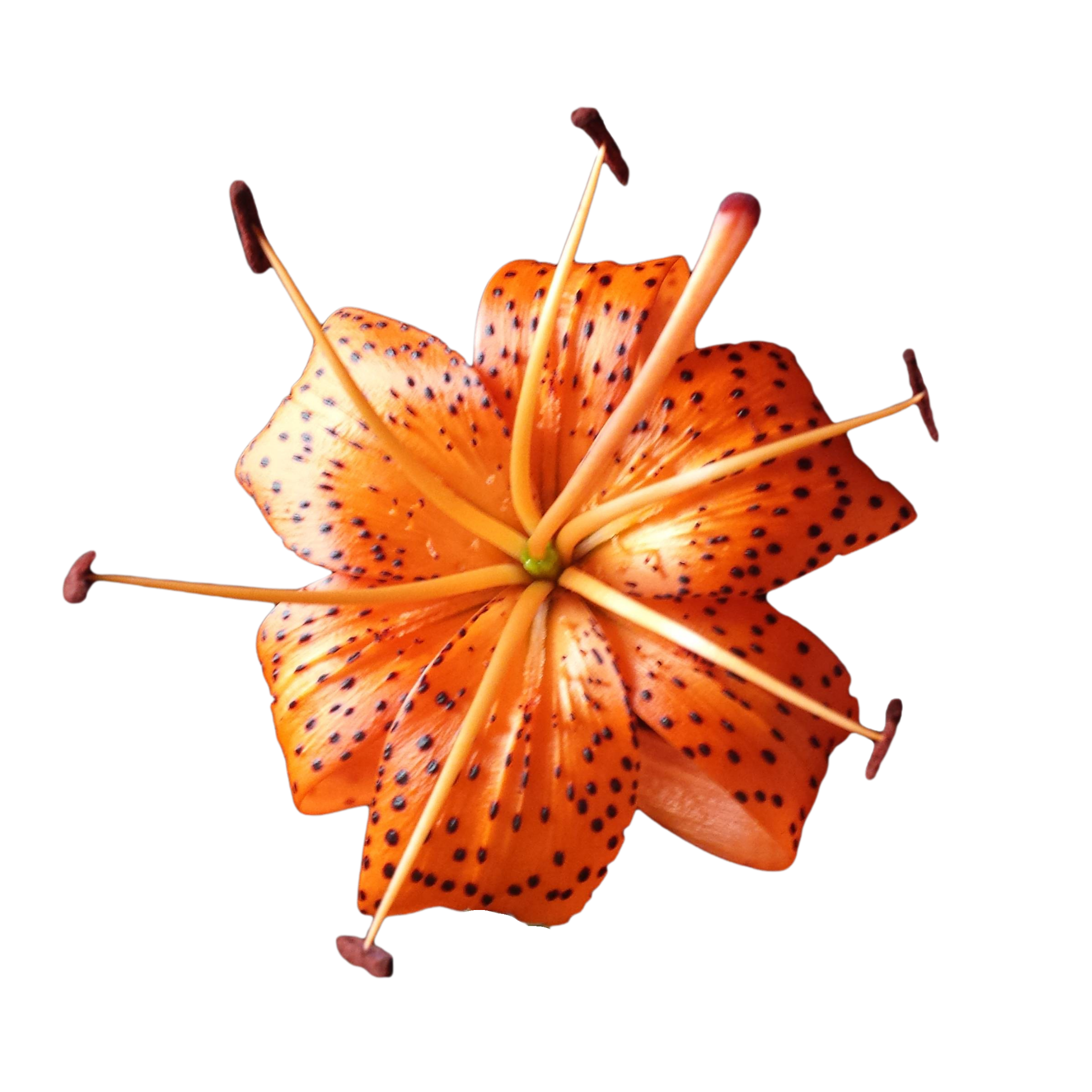 tiger lily flower essence Tiger Lily Flower Essence – The Spiral Path